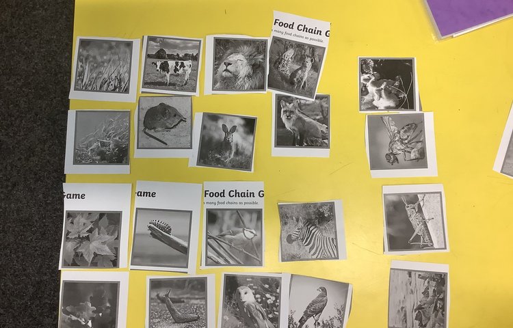 Image of Food webs and food chains