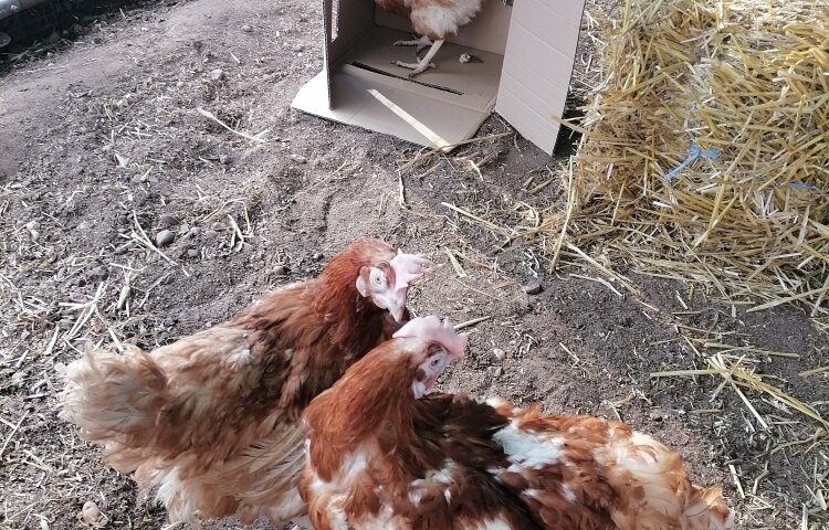 Image of Our chickens are doing really well