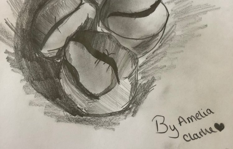 Image of Amelia's Coffee Beans Sketch