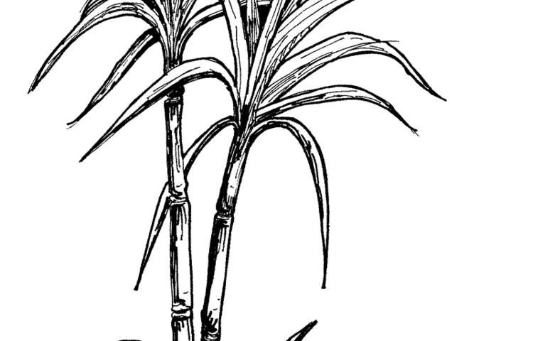 Image of Trade Art Lesson Three- Challenge Sugar Cane