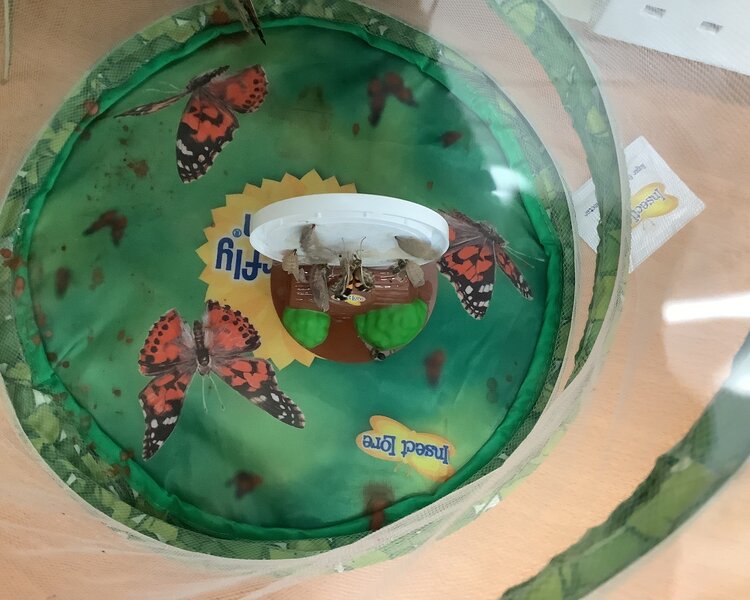 Image of Our butterflies have emerged!