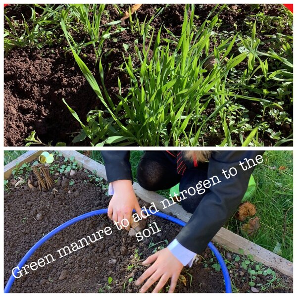 Image of Green manure? 