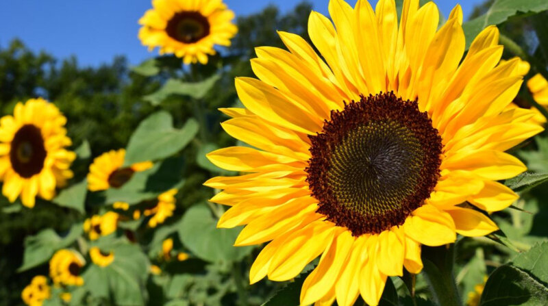 Image of Sunflowers 