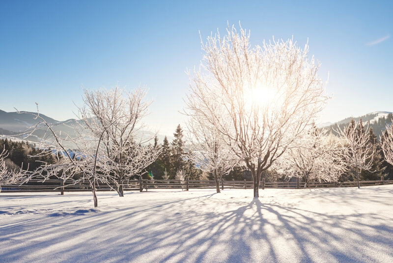 Image of Wonderful Winter