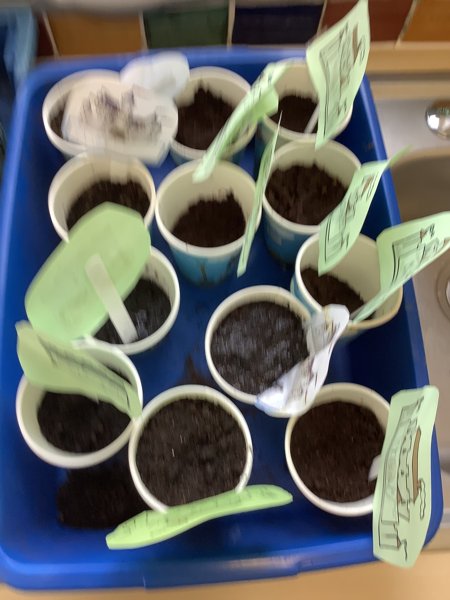 Image of Planting and caring for seeds! 